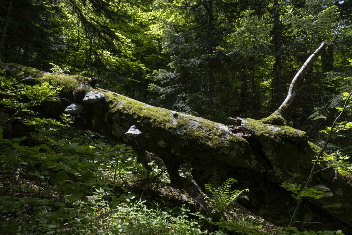Perucica Primeval Forest