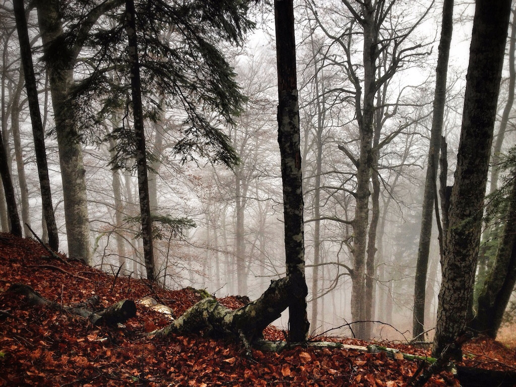 Perucica Primeval Forest