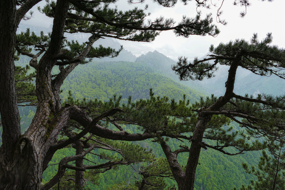Perucica Primeval Forest